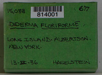 Diderma floriforme image